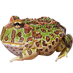 Ornate Pacman Frog